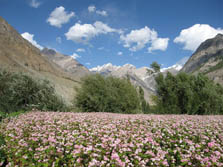 Pakistan: Farbenpracht und Vielfalt zu Fen des Karakorum - Aramdu